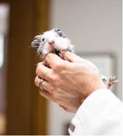 Pocket Pet Care in Hiram, GA | Hiram Animal Hospital